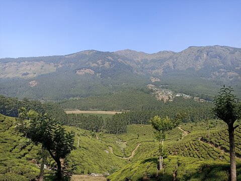 Tea plantation in the hill vally of munnar