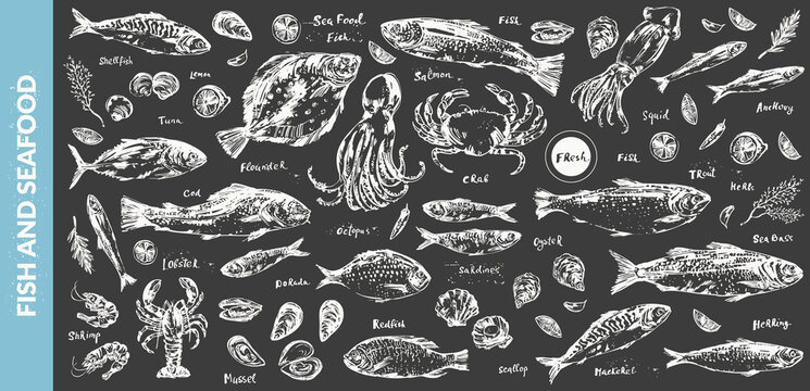 Hand drawn chalk sketch of seafood and fish
