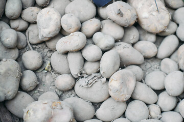mud covered potatoes at market