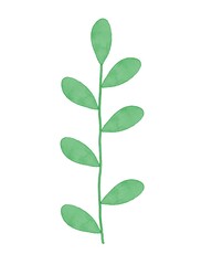 Green watercolor plant digital painted on white