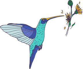Exotic Bird Hummingbird Hand Drawn Illustration © Good Studio
