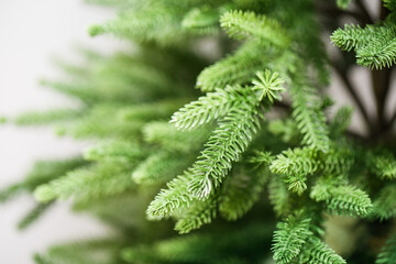 Green spruce branches. Artificial beautiful cast needles. Christmas branches close-up on a light background