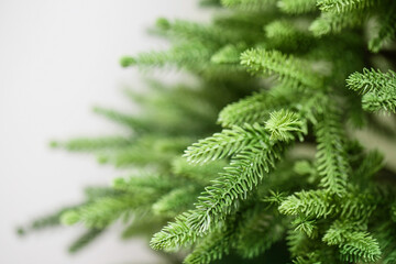 Green spruce branches. Artificial beautiful cast needles. Christmas branches close-up on a light background