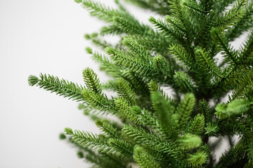 Green spruce branches. Artificial cast needles. Christmas branches on a white background