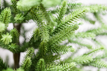 Green spruce branches. Artificial cast needles. Christmas branches on a white background
