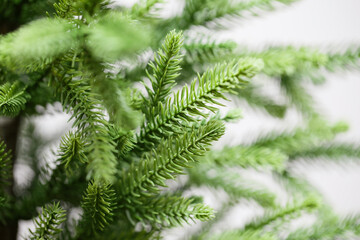 Fluffy branches of spruce. Artificial cast needles. Christmas branches on a white background
