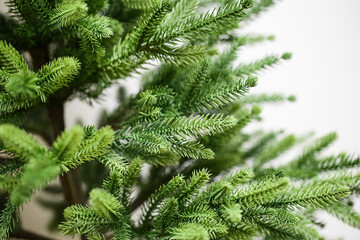 Fluffy branches of spruce. Artificial cast needles. Christmas branches on a white background