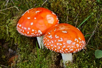 Two poisonous fly agaric which grows in the forest in Norway in summer.