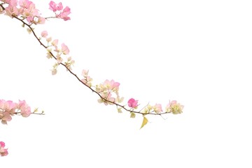 bougainvilleas isolated on white background.