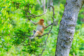 proboscis monkey or nasalis larvatus