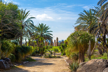 Cactus Valley. Cactus park. Green prickly plants