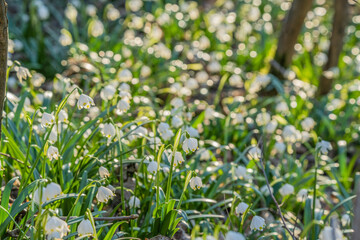 Naturwunder Märzenbecher: Bunte Frühlingsblüher erfreuen Menschen durch ihre Farbenpracht und strahlen Optimismus sowie Lebensfreude aus. Zur rechten Zeit da die Natur aus ihrem Winterschlaf erwacht.
