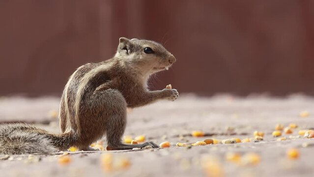 Indian palm squirrel or three-striped palm squirrel (Funambulus palmarum) is a species of rodent in the family Sciuridae found naturally in India (south of the Vindhyas) and Sri Lanka.