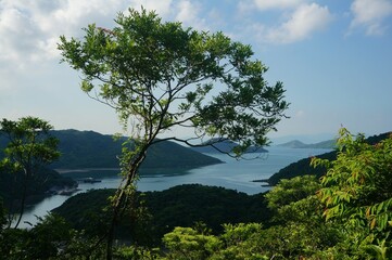 Obraz premium tree on the shore