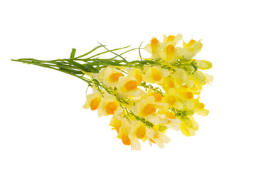 flowers snapdragon isolated