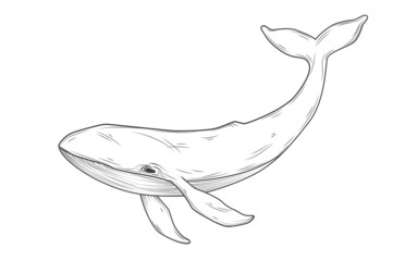 Fototapeta na wymiar Whale sketch. Vector illustration isolated on white background