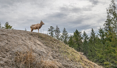 Bighorn Sheep (Ovis canadensis) standing on a ridge near Radium, British Columbia, Canada