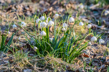 Naturwunder M&auml;rzenbecher: Bunte Fr&uuml;hlingsbl&uuml;her erfreuen Menschen durch ihre Farbenpracht und strahlen Optimismus sowie Lebensfreude aus. Zur rechten Zeit da die Natur aus ihrem Winterschlaf erwacht.