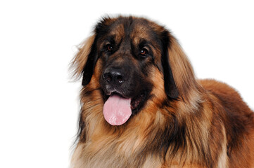 Leonberger dog is resting on a clean white background
