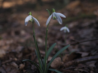 Snowdrops in a forest (March 2022 Szczecin Poland)