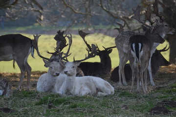 some fallow deer in a park