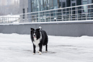 Border collie standing on urban street in winter.