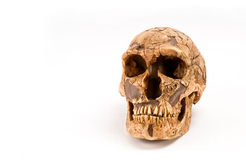 Fototapeta premium skull of prehistoric man, Skull of homo neanderthalensis isolated on white background with space for text