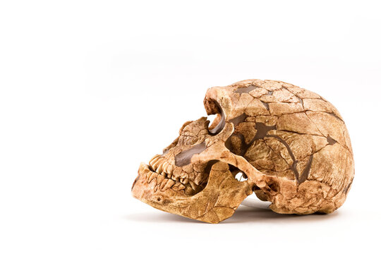 skull of prehistoric man, Skull of homo neanderthalensis isolated on white background with space for text