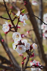 Beautiful and colorful apricot flower in full bloom