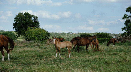 Herd of horses with young horse in Texas rural ranch field during summer.