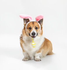 charming portrait of a pembroke corgi dog in pink easter bunny ears sitting on a white isolated background