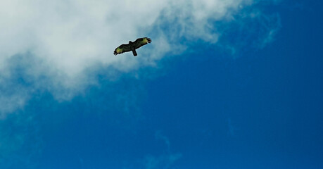 Drapieżny ptak szybujący na rozpostartych skrzydłach na tle błękitnego nieba i białej chmury. 