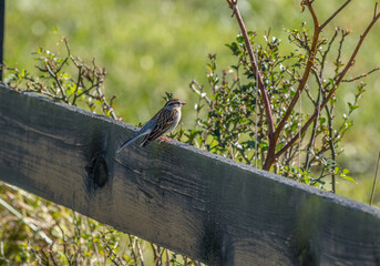 Eastern chipping sparrow perched