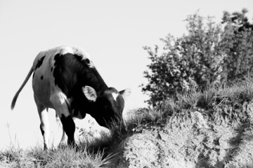 Calf grazing on hillside of farm in black and white.