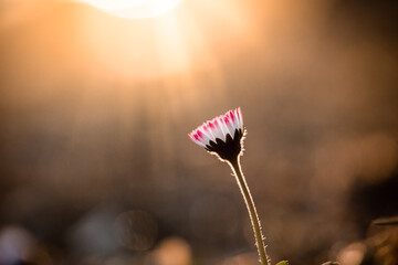 Frühling, Wachstum, Achtsamkeit - Gänseblümchen mit rosa Spitzen im Sonnenuntergang © sc Fotografie