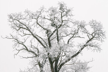 snowy winter acacia tree silhouette covered in frost on white sky background 