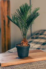 small cycas palm plant in nursery pot with nice background 