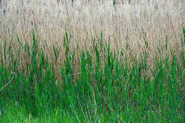 Closeup background of dense thickets of sedge plant.