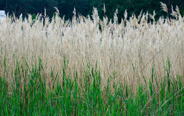 Closeup background of dense thickets of sedge plant.