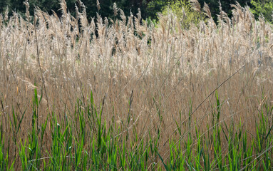 Closeup background of dense thickets of sedge plant.