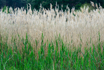 Closeup background of dense thickets of sedge plant.