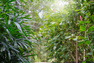 Obraz premium Palm leaves tropical jungle. Background green leaves, plant of leaf green jungle nature, abstract dark background and wallpaper, for design.