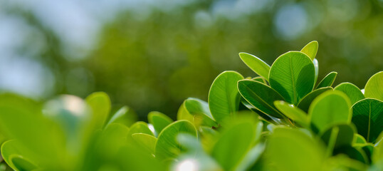 Background natural, green ecology leaf greenery, clean plant.