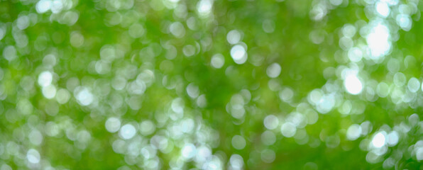 Green bokeh background of tree leaves