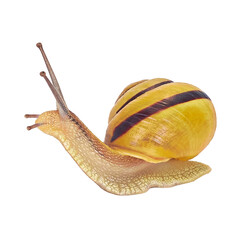 A snail is, in loose terms, a shelled gastropod. The name is most often applied to land snails, terrestrial pulmonate gastropod molluscs.. Close-up image. Snail on a white background. Isolate