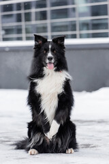 Border collie posing on snow on street.