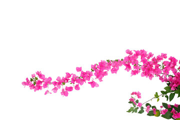 bougainvilleas isolated on white background. save with clipping path.