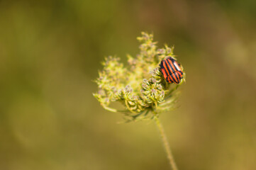 Closeup of striped bug on wild carrot bud with green blurred background