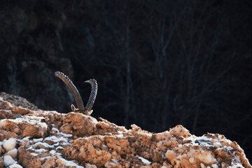 ibex hidden behind a rock