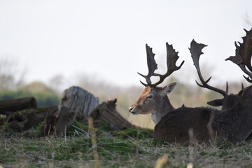 some fallow deer in a park